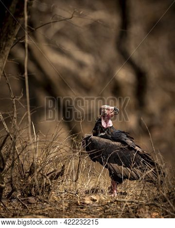 Red Headed Vulture Or Sarcogyps Calvus Or Asian King Or Indian Black Vulture Close Up With Expressio