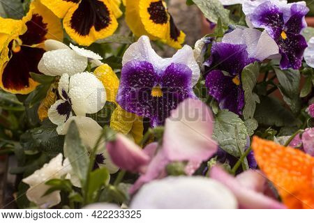 Viola Wittrockiana Pansy Tricolor Viola Cornuta Altaica With Dew Drops