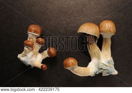 Psychedelic Psilocybin Mushrooms Golden Teacher, Top View, Close-up. Psilocybe Cubensis Raw Mushroom