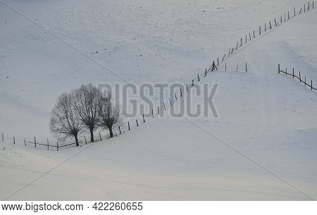 Winter Trees And Fences In Sirnea Village, Brasov Romania