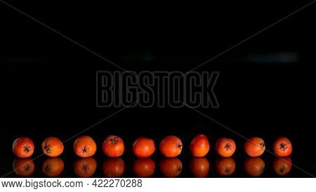 Rowan Berries Isolated On A Black Background