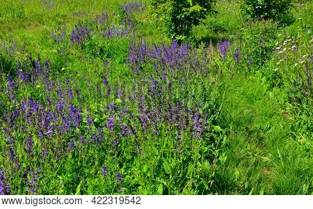 Flowerbed Of Colorful Colors Of Prairie Flowers In An Urban Setting Attractive For Insects And Butte