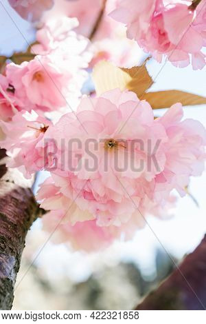 Pink Cherry Blossoms On A Branch With A Blurred Background.