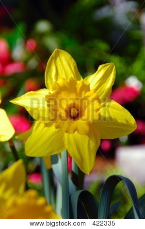คิง Alfred Trumpet นาร์ซีซัส Daffodil