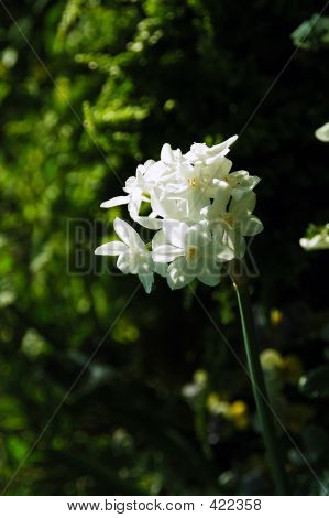 Paperwhite Ziva Tazetta påskelilje