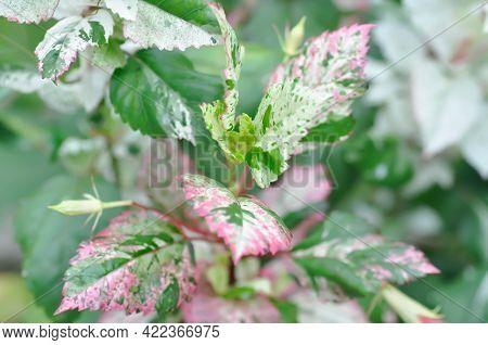 Chinese Rose, Hibiscus Or Hibiscus Rosa-sinensis Variegata Plant