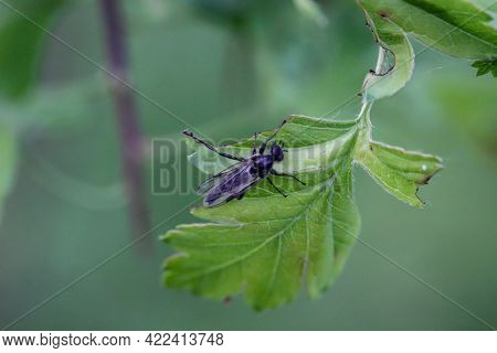 A Close-up Of A Fly Or Fly-like Insect.
