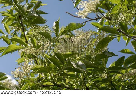 Elderberry (sambucus ) Flower And Foliage. Plant Is Also Known As Elder, European Elderberry Or Euro