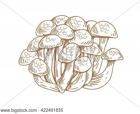 Outlined Asian Shimeji Mushrooms. Bunch Of Wild Forest Fungi. Vintage Botanical Drawing Of Japanese 