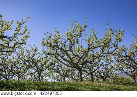 Apple Tree Plantation Near Igelheim, Germany Under Clear Blue Sky