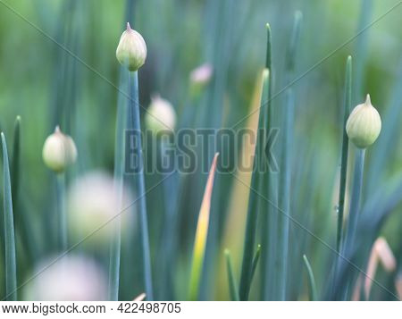 Onion Closed Flowers On The Blue Green Blur Background