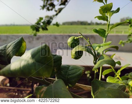 Fresh Green Raw Lemon On The Branch