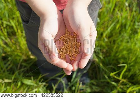 Sowers Hand With Wheat Seeds Throwing To Field.