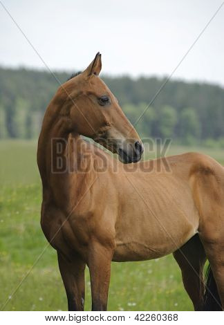 Bay Akhal-teke Horse Portrait