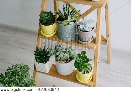 Many Indoor Plants In White, Gray And Yellow Pots.