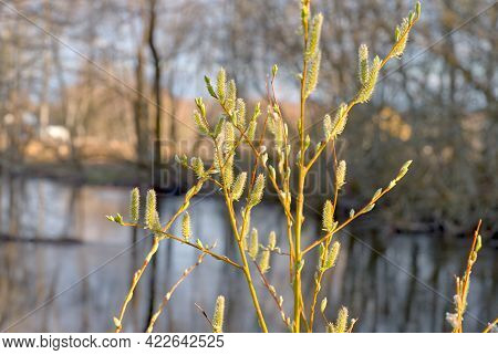 Closeup Of Birch Bud Leaves In Spring In The Forest On Sunny Day.