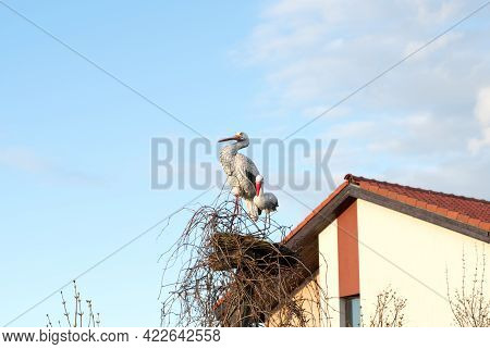 Decorative White Stork In The Garden Near The House Sunny Day