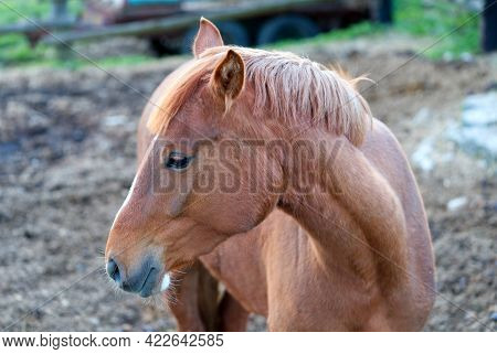 Brown Horse In The Stable Close-up In A Sunny Day In Estonia
