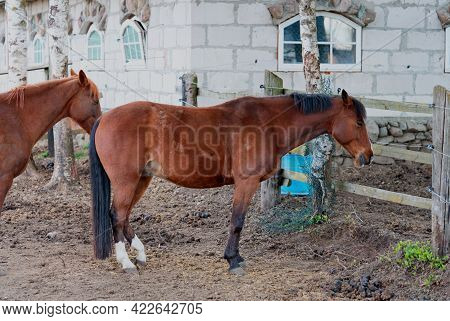 Brown Horse In The Stable Close-up In A Sunny Day In Estonia