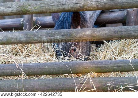Brown Horse In The Stable Close-up In A Sunny Day In Estonia