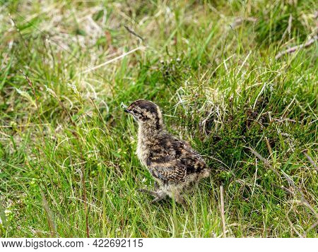 Red Grouse Chicks (lagopus Lagopus) Hiding In Deep Heather On A Grouse Moor.