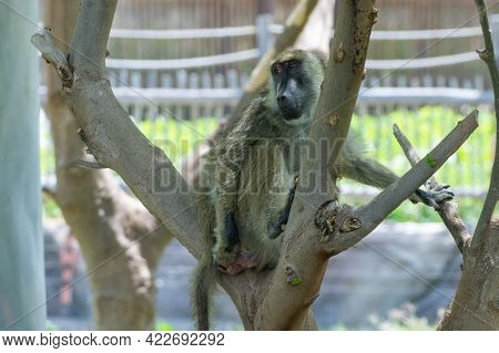 Chacma Baboon (papio Ursinus) Or Cape Baboon In Branches In A Tree