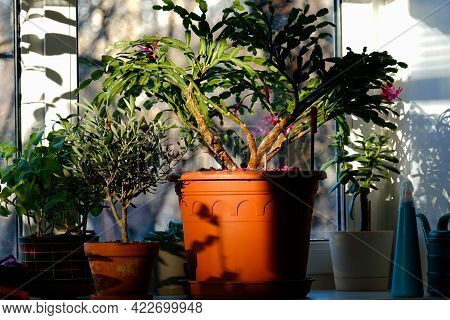 A Large Flower Pot With A Houseplant. Sunset, Warm Shadows