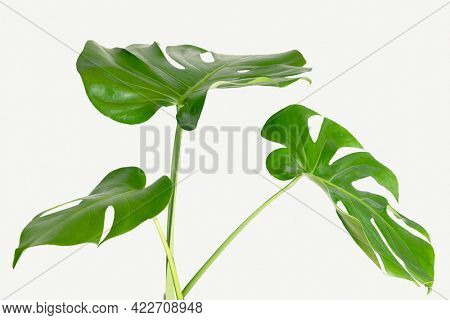 Monstera delicosa plant leaf on a white background mockup