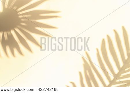 Flowers Shadow Summer Background. Plant Leaf Shadows On White Wall In Abstract Tropical Sunlight Tex