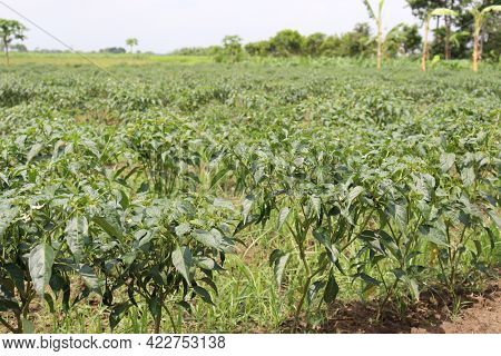 Green Colored Chili Tree Firm
