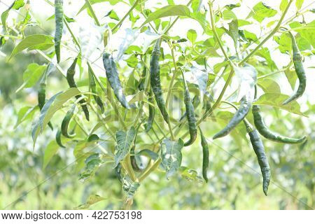 Green Colored Chili On Tree
