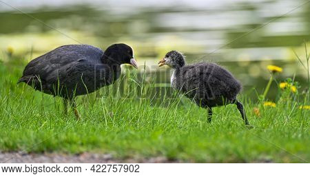 Adult And Young Coot In Lake Park