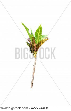 Codiaeum Variegatum (garden Croton Or Variegated Croton) Foliage With Flowers, Croton Leaves On Bran