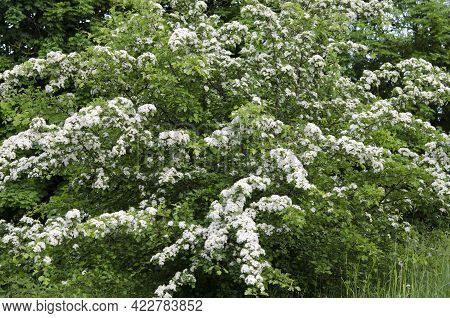 Hawthorn Beautiful Flowering Shrub In The In The Park