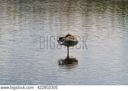 A Greylag Goose Standing On One Leg On A Lake And Sleeps Anser Anser
