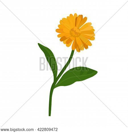 Calendula Vector Stock Illustration. Yellow Marigold Flower Buds On A Green Stem. Pharmacy Medicinal
