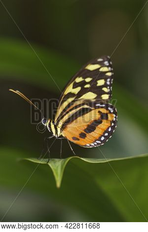 Costa Rican Harmonia Tiger Wing Butterfly On A Leaf