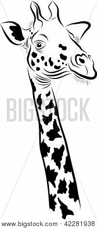 Giraffa
