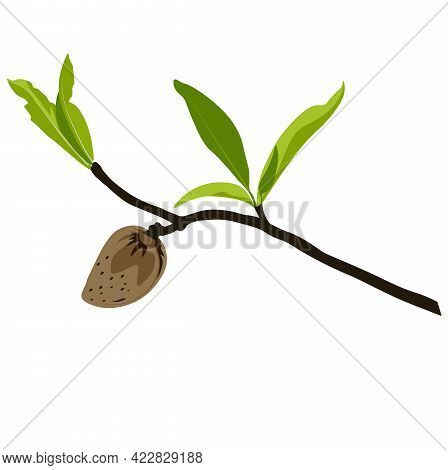 Almond Branch With Flowers Vector Stock Illustration. Spring Fresh Greenery On The Tree And Pink Bud