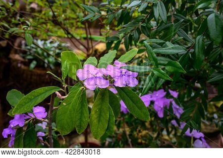 Brunfelsia. The Genus Of Solanaceae. Wonderful World Of Plants. Botanical Garden.