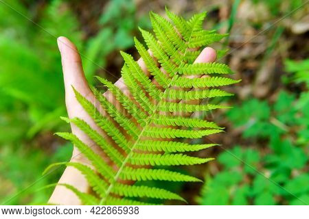 Man Palm And Green Wet Fern In Dew. Forest, Man And Nature. Selective Focus