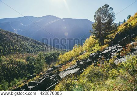 Colorful Mountain Landscape With Wild Flora In Autumn Colors On Steep Mountainside In Golden Sunligh