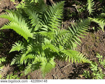 The Scaly Male Fern (dryopteris Affinis), Golden-scaled Male Fern, Heimischer Goldschuppenfarn Oder 