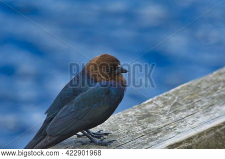 Brown-headed Cowbird Resting On The Fence.    Burnaby Bc Canada