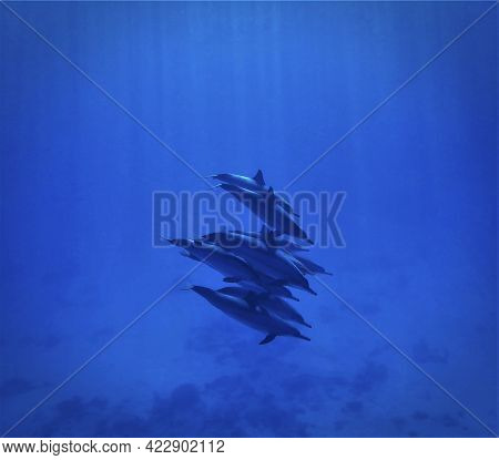 Artistic Underwater Photo Of Wild Spinner Dolphins In The Blue Ocean. From A Scuba Dive In The Red S