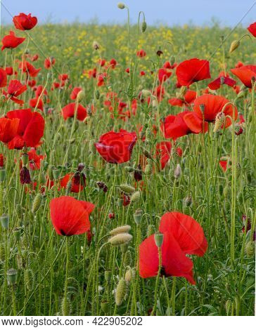 Field Of Red Poppies Flowers(papaver Rhoeas) Close Up. The Plant Is Also Known As Corn Rose, Common,