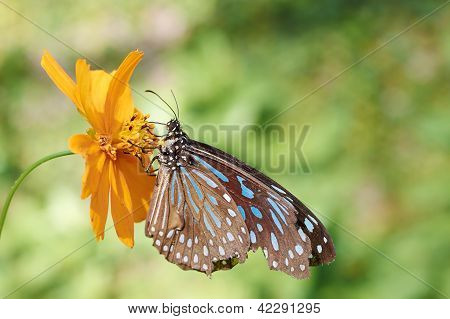 Tiger(Ideopsis vulgaris macrina) vitrea blu