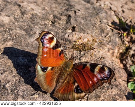 Macro Shot Of Beautiful Colourful Butterfly - European Peacock Or Peacock Butterfly (aglais Io) On T