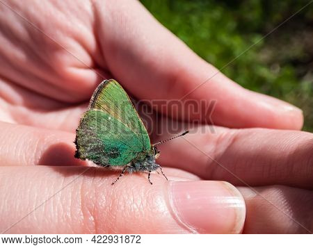 Macro Of Beautiful Butterfly - The Green Hairstreak (callophrys Rubi) Sitting On A Childs Hand With 