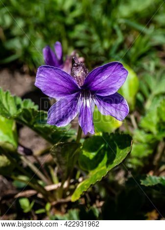 Macro Shot Of Single Purple Flower Of Swamp Violet (viola Uliginosa) Among Green Leaves